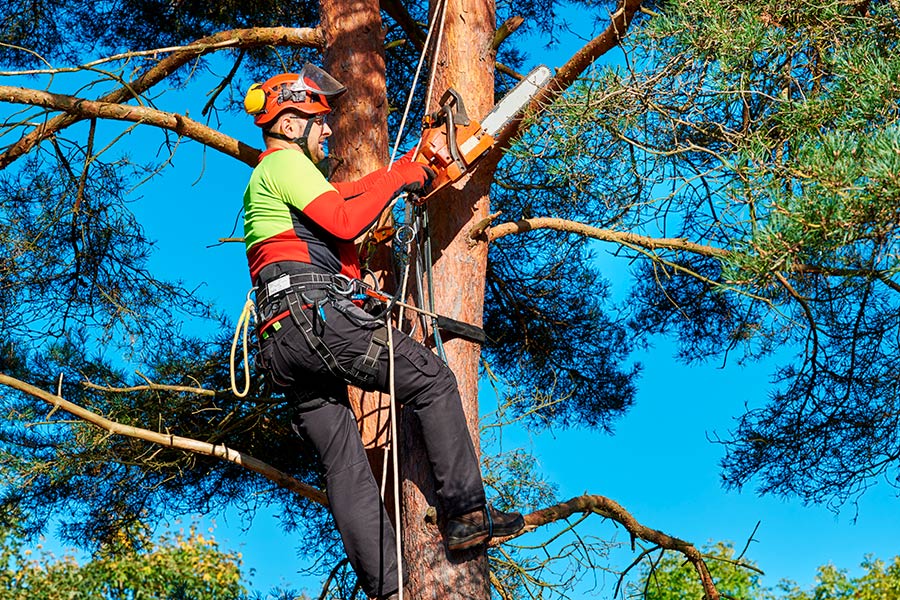 man-on-cables-cutting-tree-denver-nc